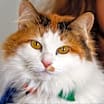Thumbnail photo of Purrky #3