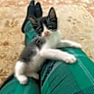 Thumbnail photo of Hermione #3
