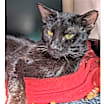 Thumbnail photo of Neighbor Tommy #1