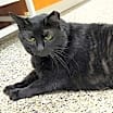 Thumbnail photo of Blakey #2