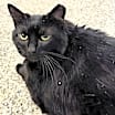Thumbnail photo of Blakey #3
