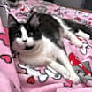 Thumbnail photo of Meche #2
