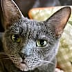 Thumbnail photo of Roxy #1