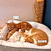 Thumbnail photo of Callisto #3