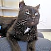 Thumbnail photo of Nigel #2