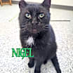 Thumbnail photo of Nigel #1
