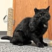 Thumbnail photo of Nigel #4