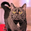 Thumbnail photo of Sage #2