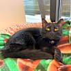 Thumbnail photo of Sage #4