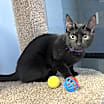 Thumbnail photo of Starling #4