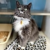 Thumbnail photo of Abby - AVAILABLE #2