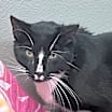Thumbnail photo of Monti #2