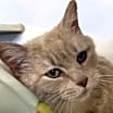 Thumbnail photo of Blondie #1