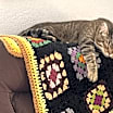 Thumbnail photo of Toffee #2