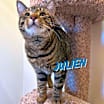 Thumbnail photo of Julien #1