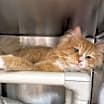 Thumbnail photo of Lemon #3