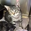 Thumbnail photo of Taz #1
