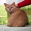 Thumbnail photo of Gilly #2