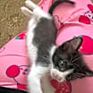 Thumbnail photo of Hermione #4