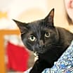 Thumbnail photo of Missy #1