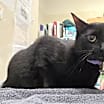 Thumbnail photo of Missy #3