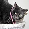 Thumbnail photo of Coco #3