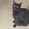 Thumbnail photo of Sweetie #1