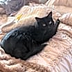 Thumbnail photo of Sweetie #2