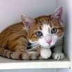 Thumbnail photo of Mango (Taiki) #2