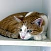 Thumbnail photo of Mango (Taiki) #3