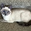 Thumbnail photo of Luna #1