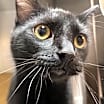 Thumbnail photo of Binx #1