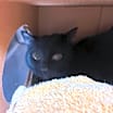 Thumbnail photo of Binx #3