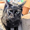 Thumbnail photo of Zak Loki #3