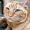 Thumbnail photo of Fergus #1