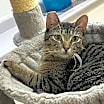 Thumbnail photo of Cayo #4