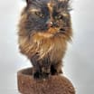 Thumbnail photo of Gizmo #4
