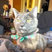 Thumbnail photo of Kippy (fka Daphne) #3