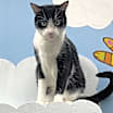 Thumbnail photo of Cookie 27011 #1