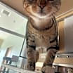 Thumbnail photo of Linx #2
