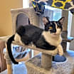 Thumbnail photo of Domino #2