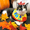 Thumbnail photo of Domino #3