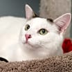 Thumbnail photo of Zelda (bonded with Piper) #1