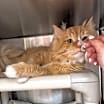 Thumbnail photo of Lemon #2