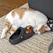 Thumbnail photo of Leland - Available In Foster #2