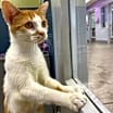 Thumbnail photo of Leland - Available In Foster #3