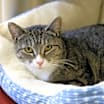 Thumbnail photo of Catricia #1