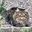 Thumbnail photo of Baloo #1