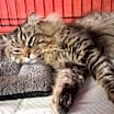 Thumbnail photo of Baloo #2