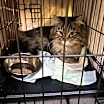 Thumbnail photo of Baloo #3